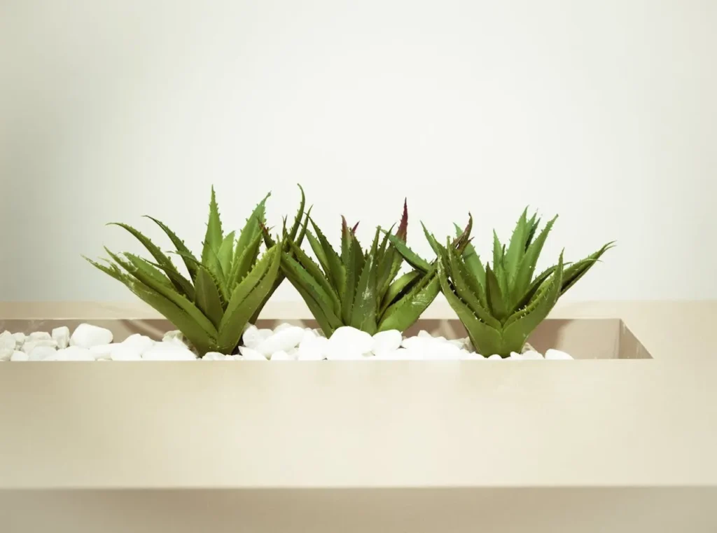 Aloe Vera plant with thick, spiky green leaves full of soothing gel, placed near a window
