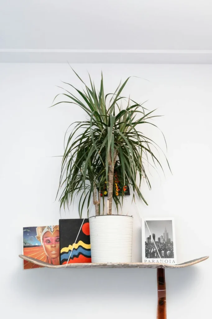 Dracaena plant with long, narrow leaves and woody stems in a tall pot beside a window








