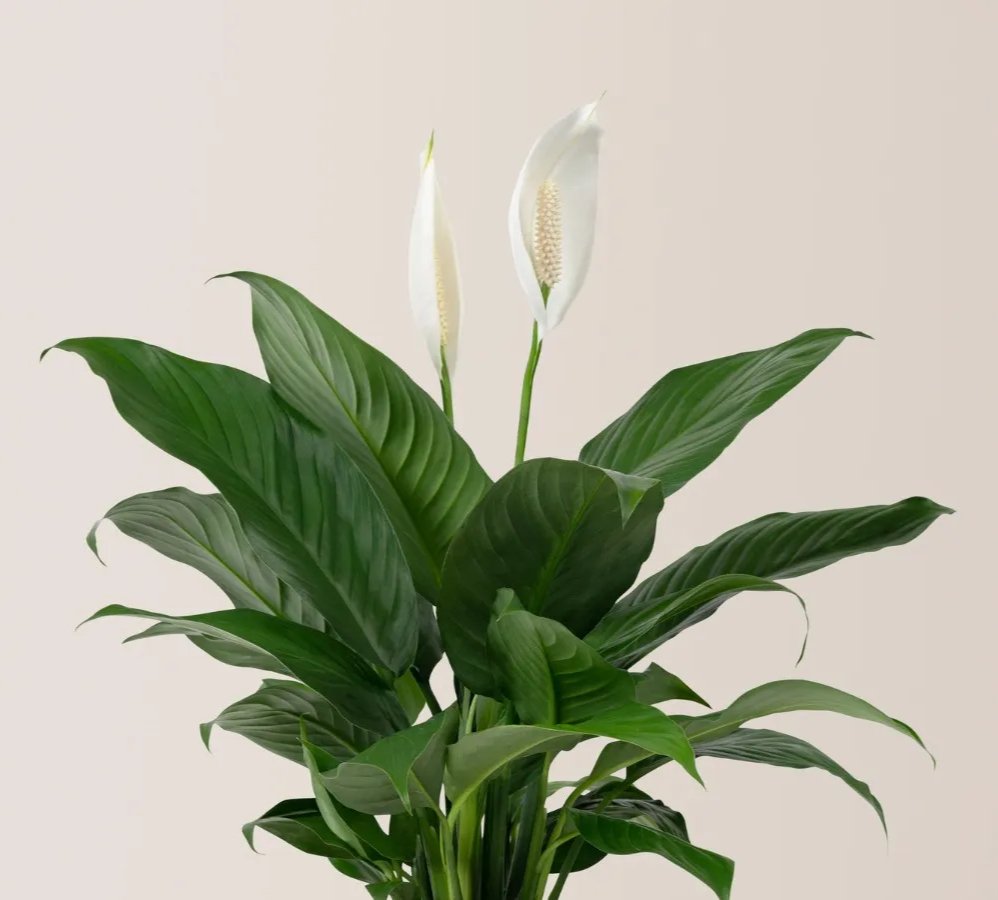 Peace Lily plant with dark green leaves and elegant white blooms in a decorative pot
