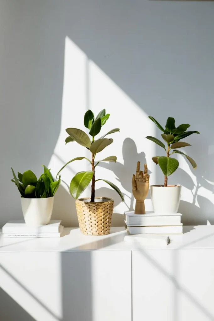 Rubber Plant featuring large, glossy dark green leaves in a minimalist living room setting
