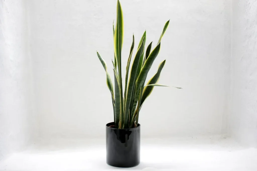 Snake Plant with tall, upright green leaves and yellow edges in a modern planter