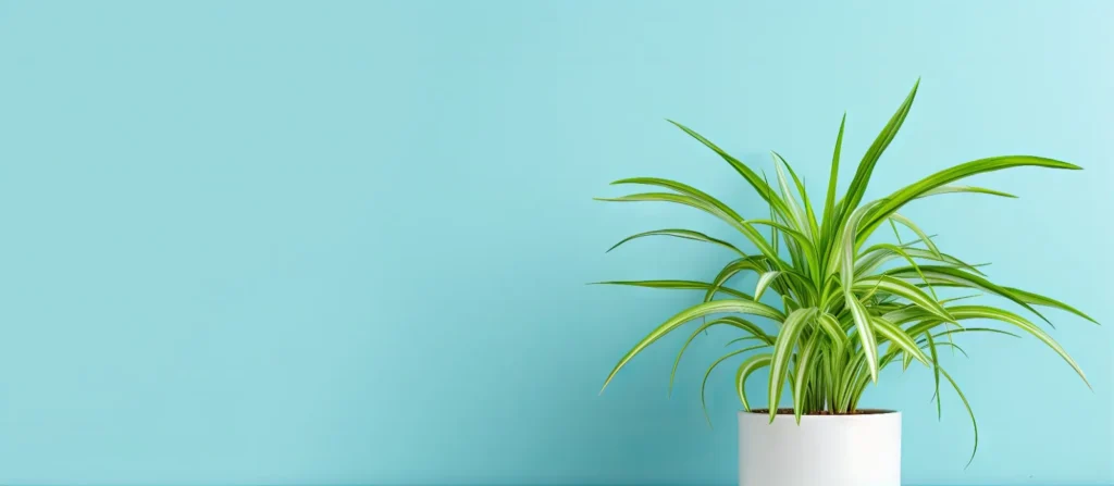 Spider Plant with long, arching green leaves and white stripes, growing baby offshoots
