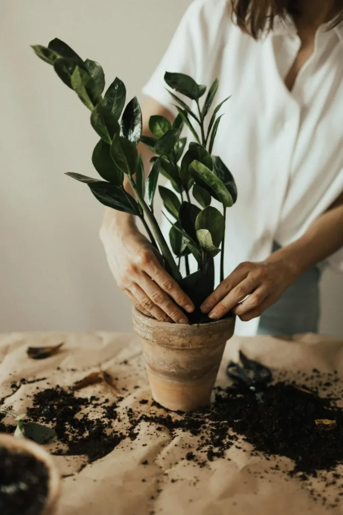 ZZ Plant with shiny, dark green leaves in a white ceramic pot on a wooden shelf