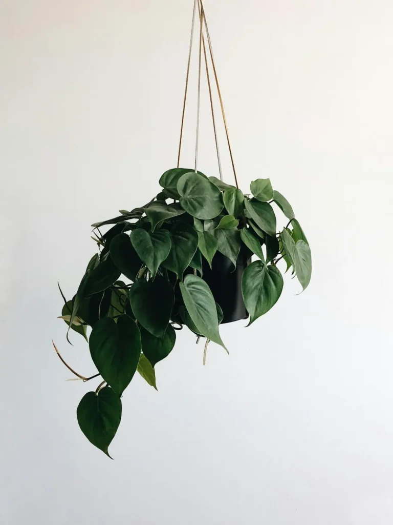 Hanging Artificial Pothos Ivy Plant on Shelf

